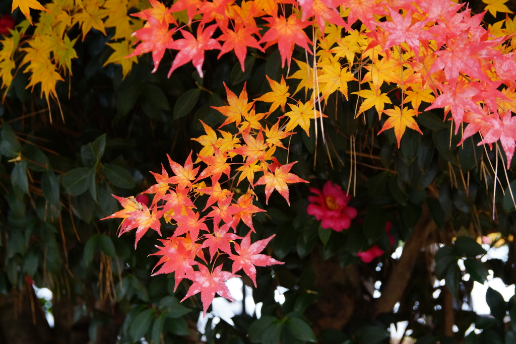 紅葉に山茶花を添えて