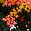 紅葉に山茶花を添えて