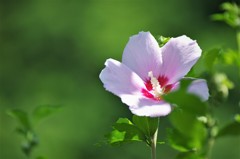 芙蓉