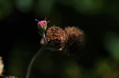 燈火