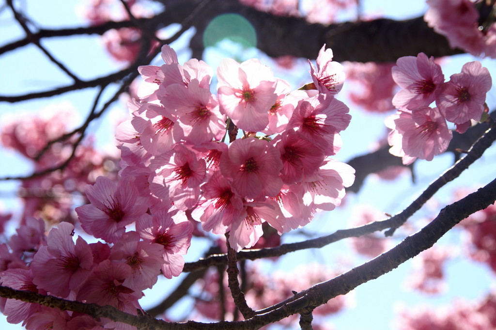 さわやかな桃色