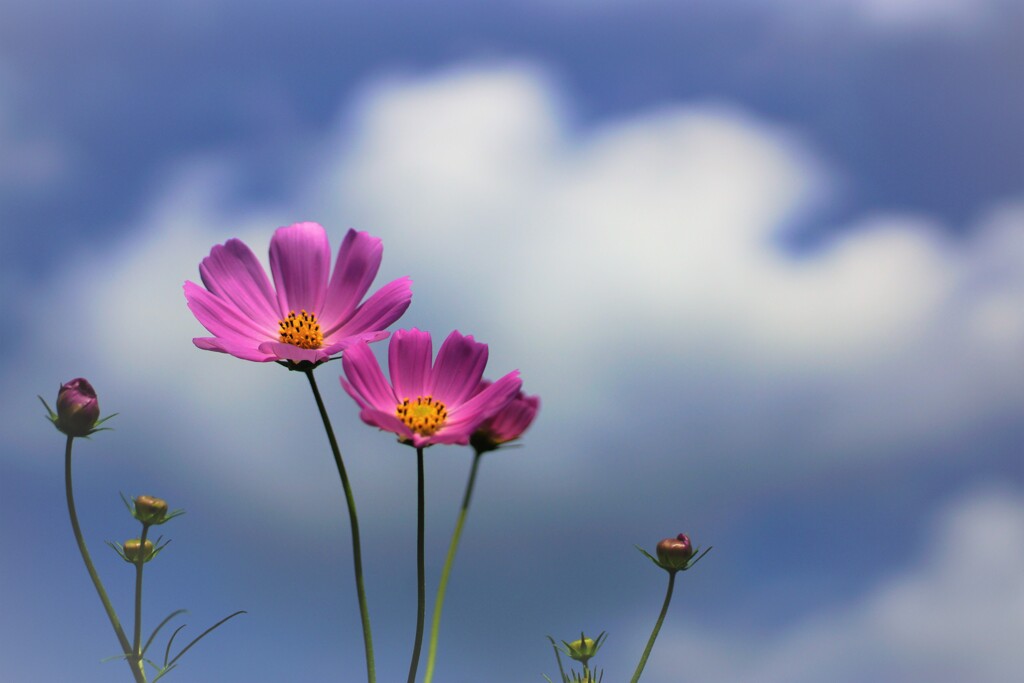 空と雲と秋桜