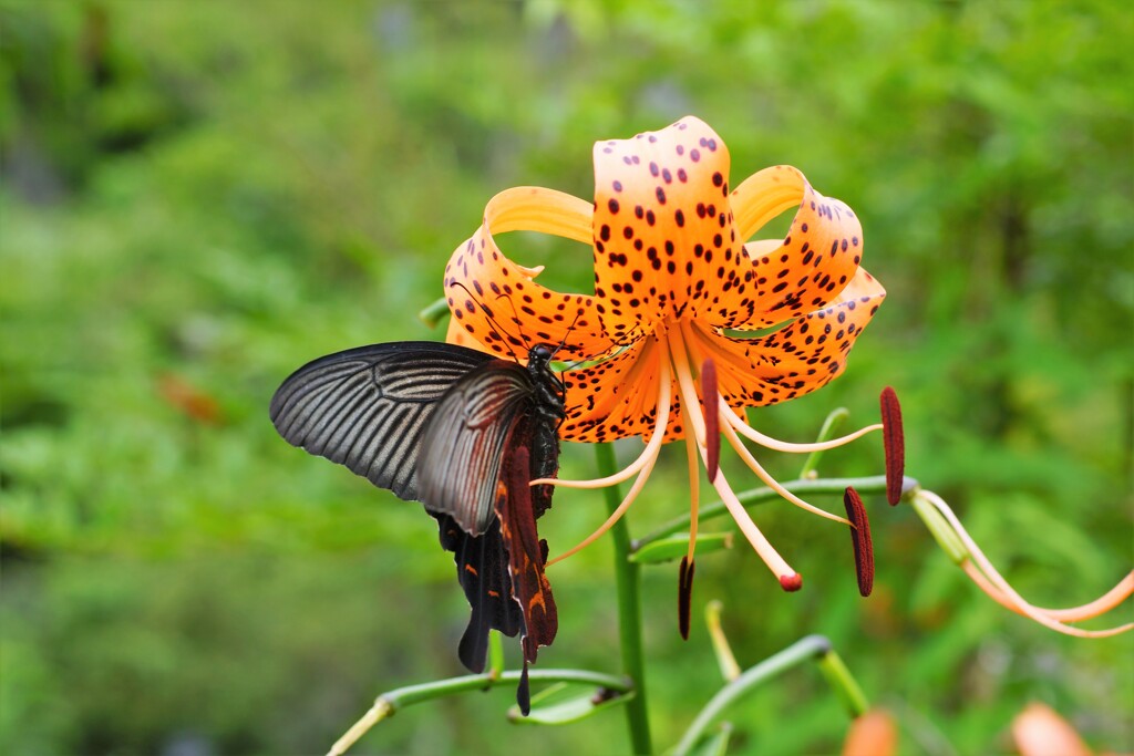 花粉まみれ