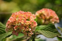 華やかに