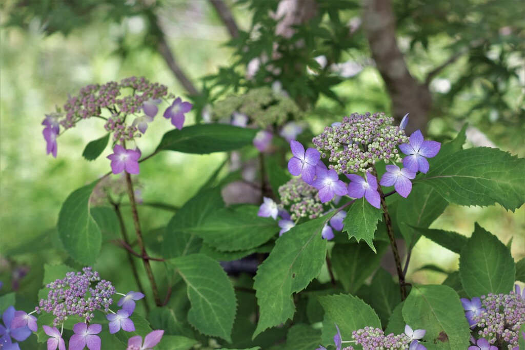 道端の紫陽花