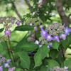道端の紫陽花