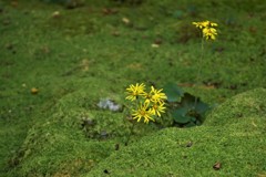 苔庭につわぶき