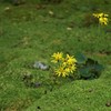 苔庭につわぶき