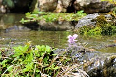 川の流れに身を任せ