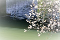 川面桜