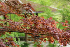 春の紅葉