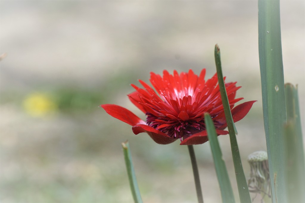 紅い花