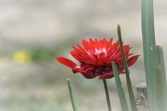 紅い花