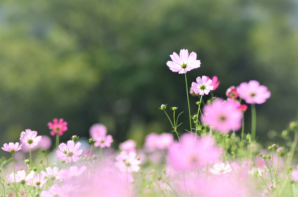 秋桜 ①