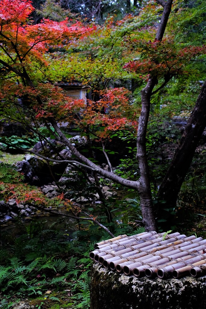 寺院の庭を彩る