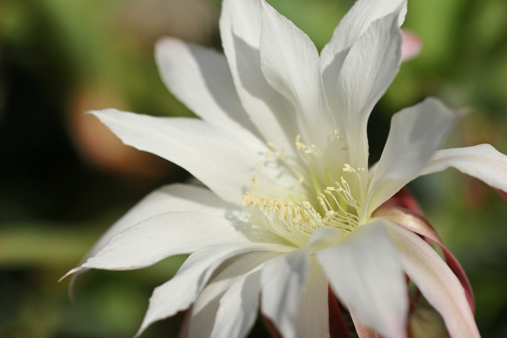 サボテンの花