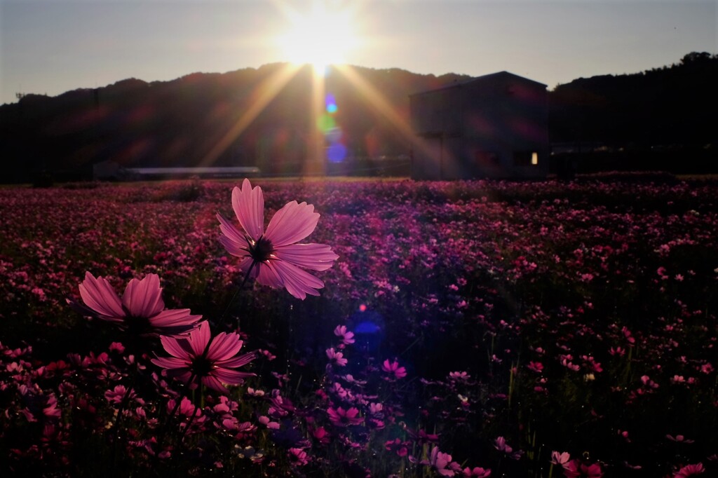 早朝の秋桜