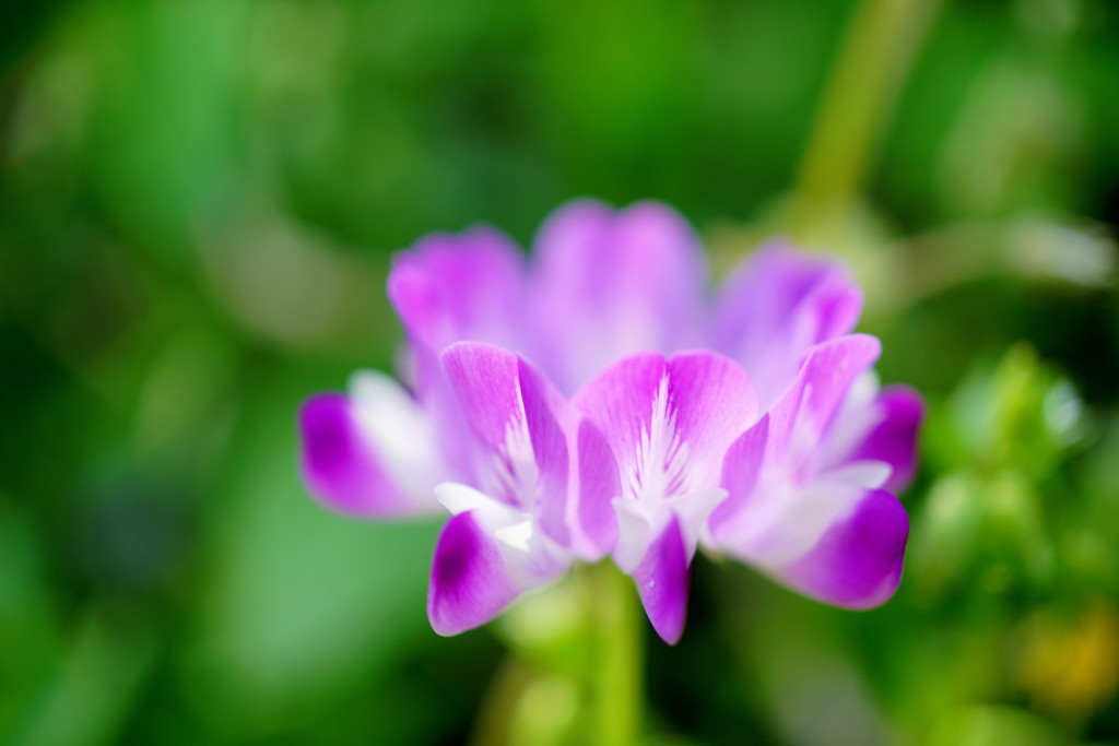 蓮華草