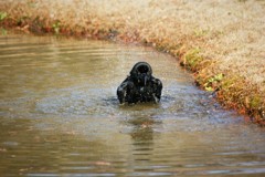 烏の行水