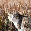 見たことないやつだニャア