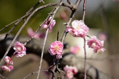 日差しは春