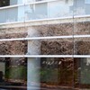 映り込む桜