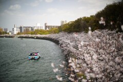 桜日和