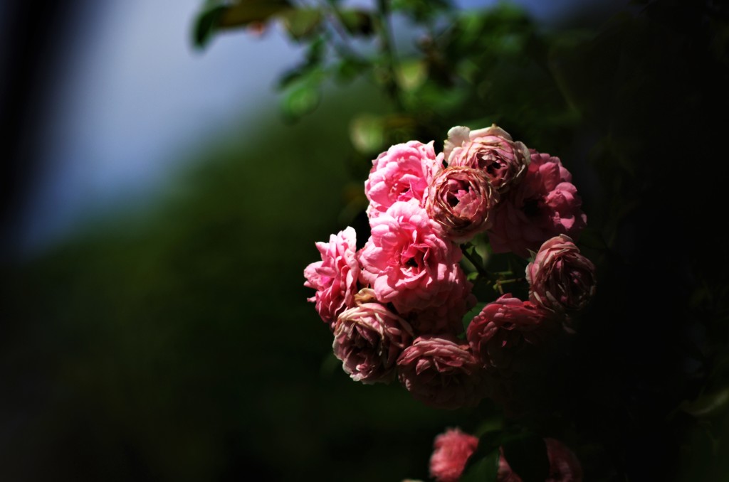 枯れかけの花束