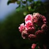 枯れかけの花束