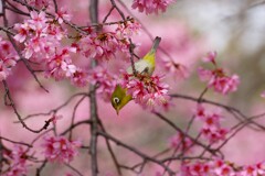 桜にメジロ