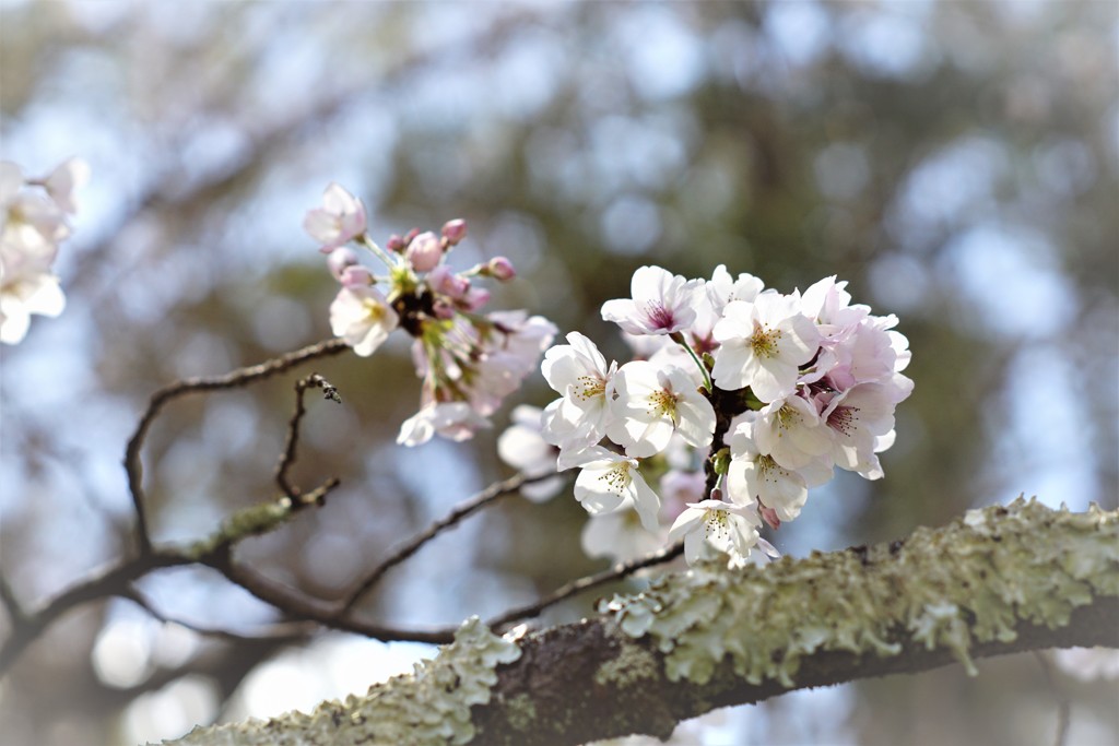 酔桜