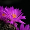 サボテンの花 Ⅱ