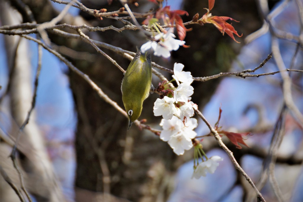 メジロも花見