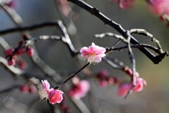 優しさ漂う紅梅