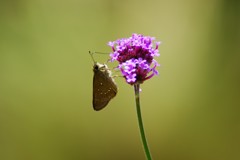このお花が好きなの