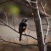 野鳥撮りに行ってきました（ジョウビタキ）