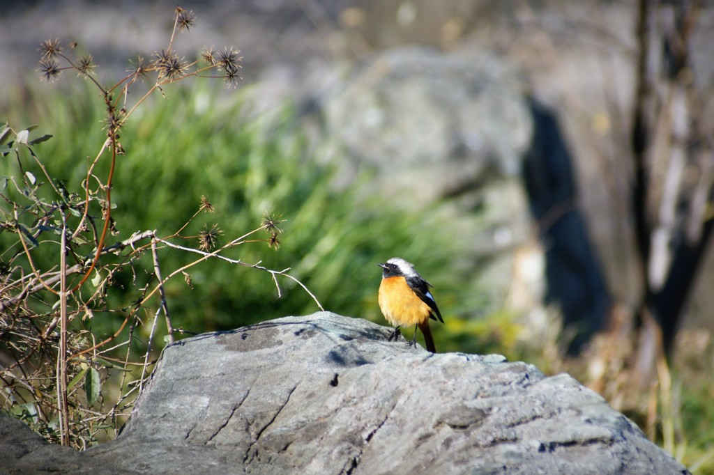 ジョウビタキ 束の間の陽射し