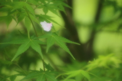 ひとひら