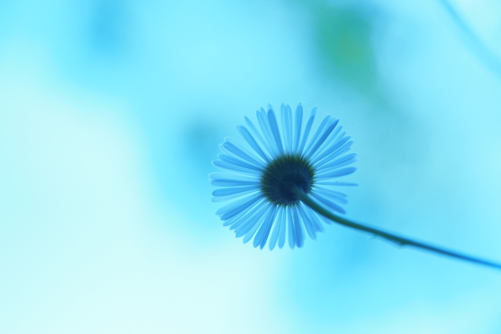 skyblue
