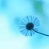 skyblue