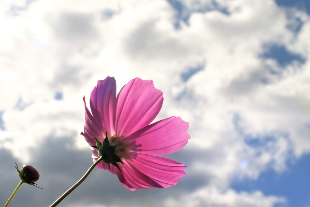 空と雲と秋桜