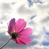 空と雲と秋桜