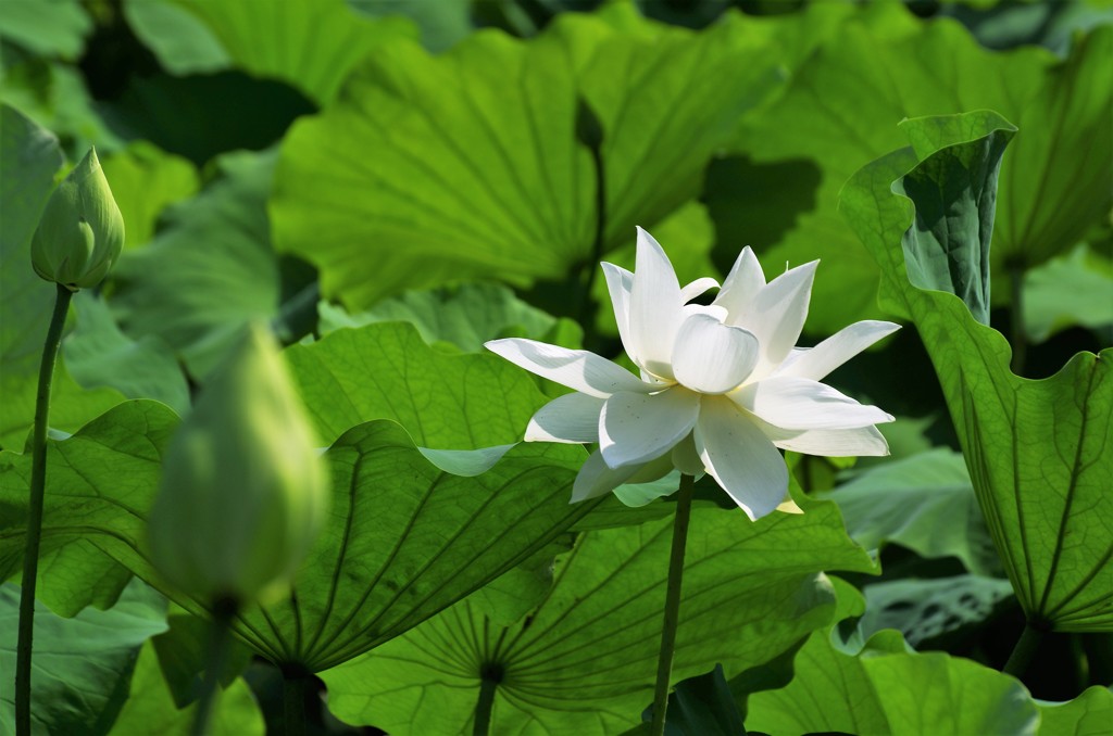 白蓮