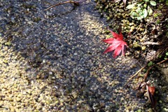 小川の紅葉