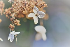冬の紫陽花