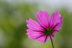 早咲きの秋桜