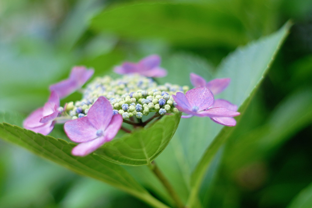 紫陽花１