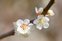 高知城 白梅