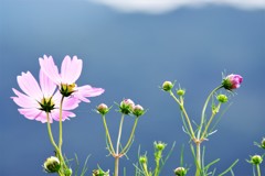 秋桜 清々しい朝