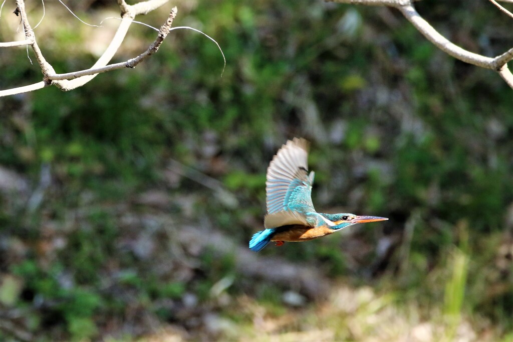 飛ぶ鳥に挑戦 ②